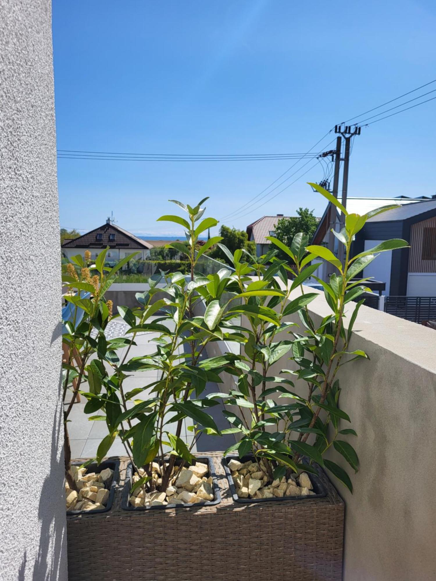 Willa Plazowa Rewa Exterior foto